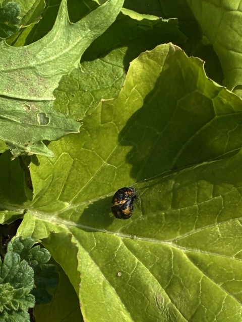 18てんとう虫サナギ