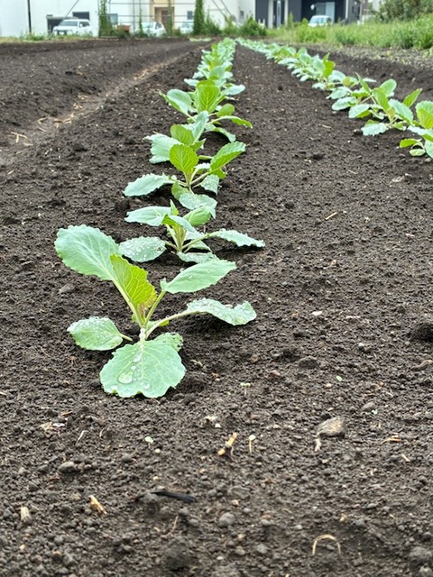 19キャベツ