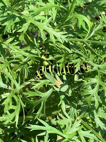 4第1キアゲハ幼虫