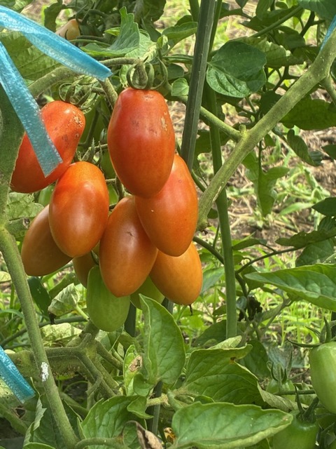 3トマト2