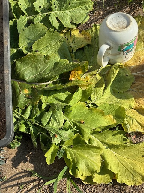 18てんとう虫サナギ2