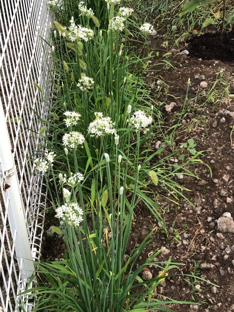 ニラの花言葉 多幸 星への願い スター農園の通販 健康食品 サプリメント グルテンフリークッキー 無農薬ジュース 無農薬 無化学肥料の野菜 群馬県前橋市