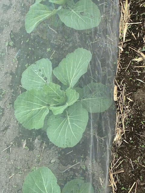 10キャベツ3月定植