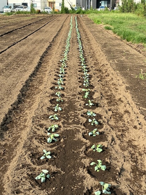 15キャベツ定植