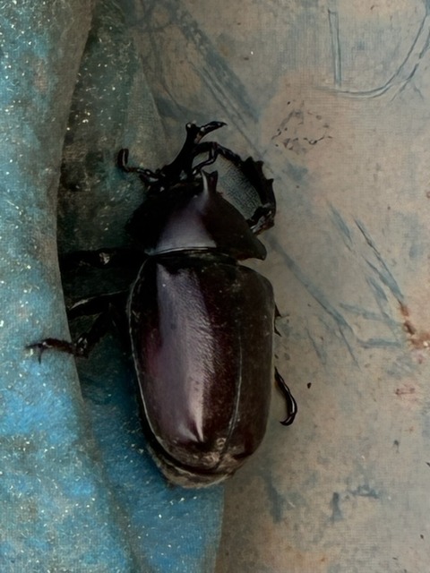 1カブトムシ