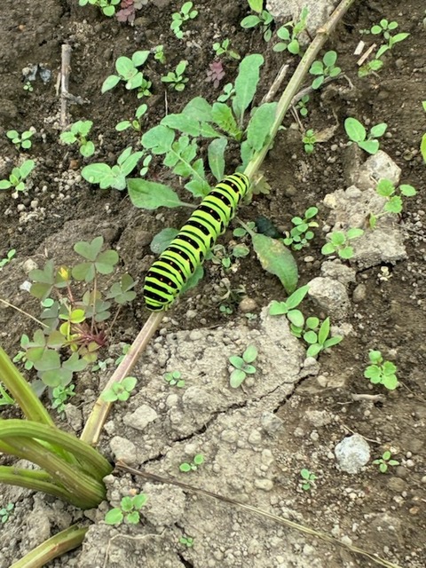 5アゲハ