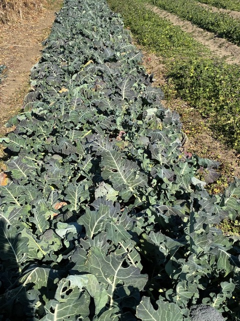 20ブロッコリー2