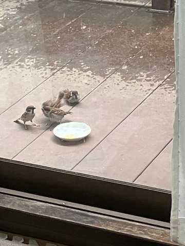 11ちゅんこ5