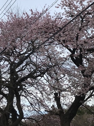 230324桜