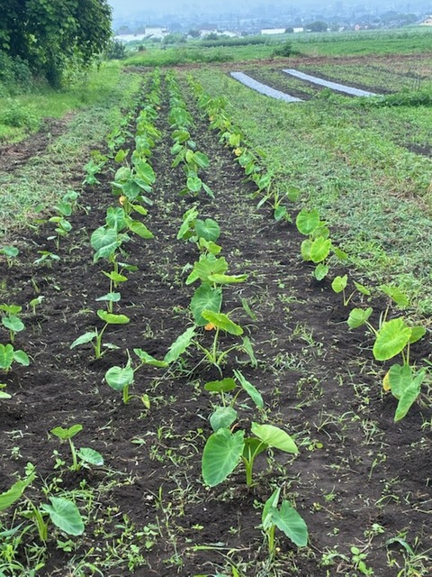 4里芋草取り