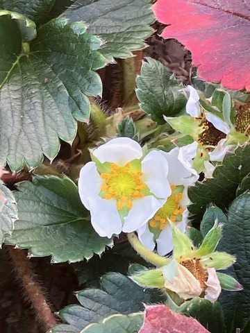 18いちご花