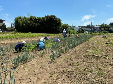 20草取り
