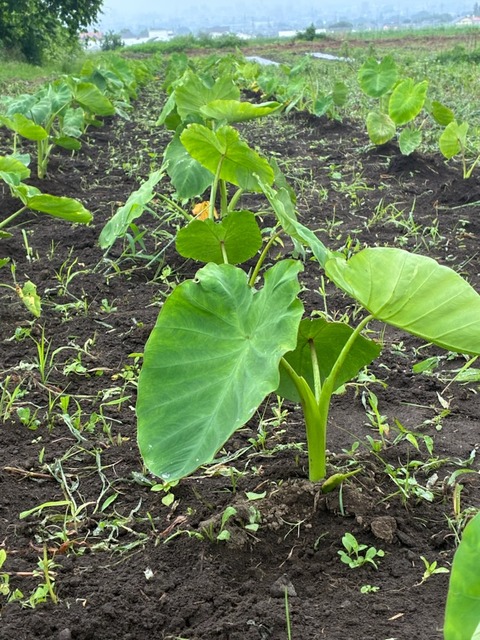 4里芋草取り2