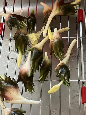 29ミョウガ