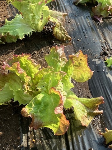 １陽旬与える