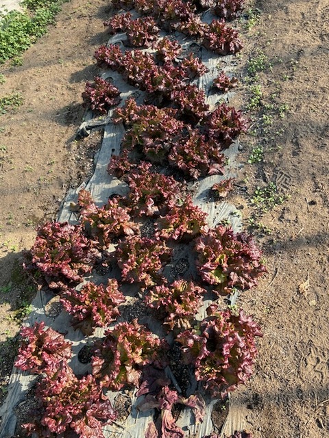 18サニーレタス2