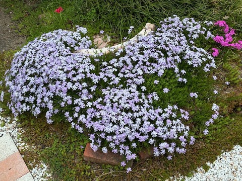 24芝桜2