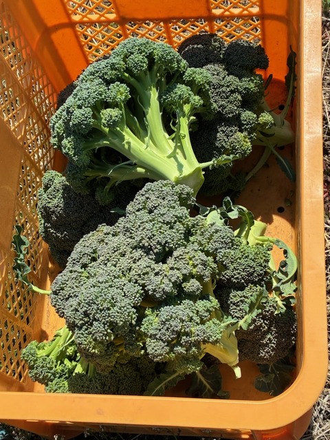 25ブロッコリー