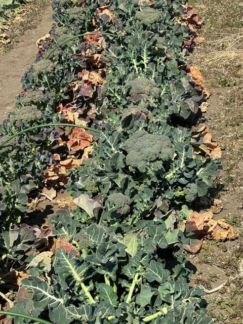 25ブロッコリー2