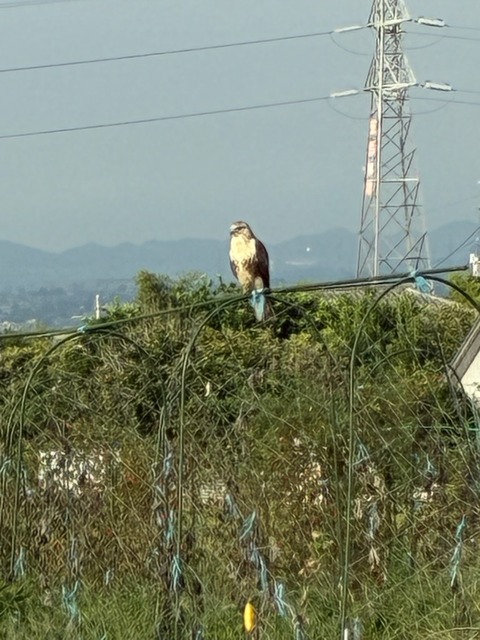 16白鷹来園