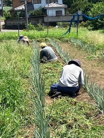 230812草取り3