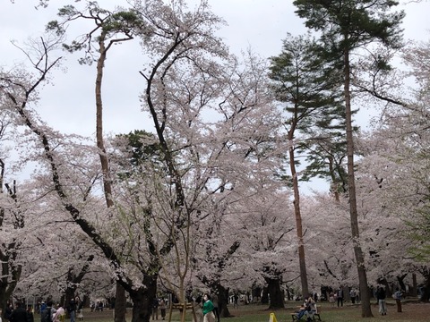 大宮公園210328