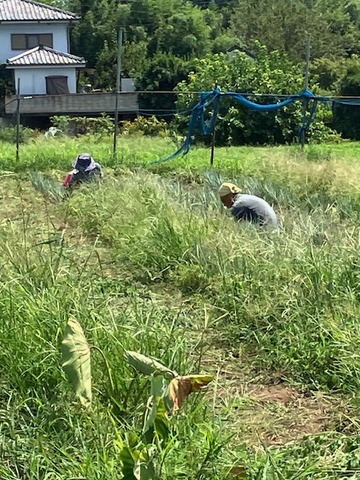 230812草取り5