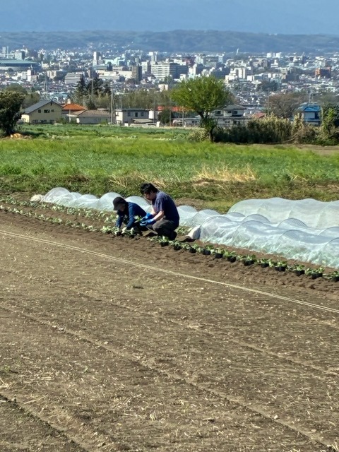 11キャベツ定植