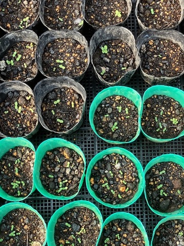 6レタス発芽