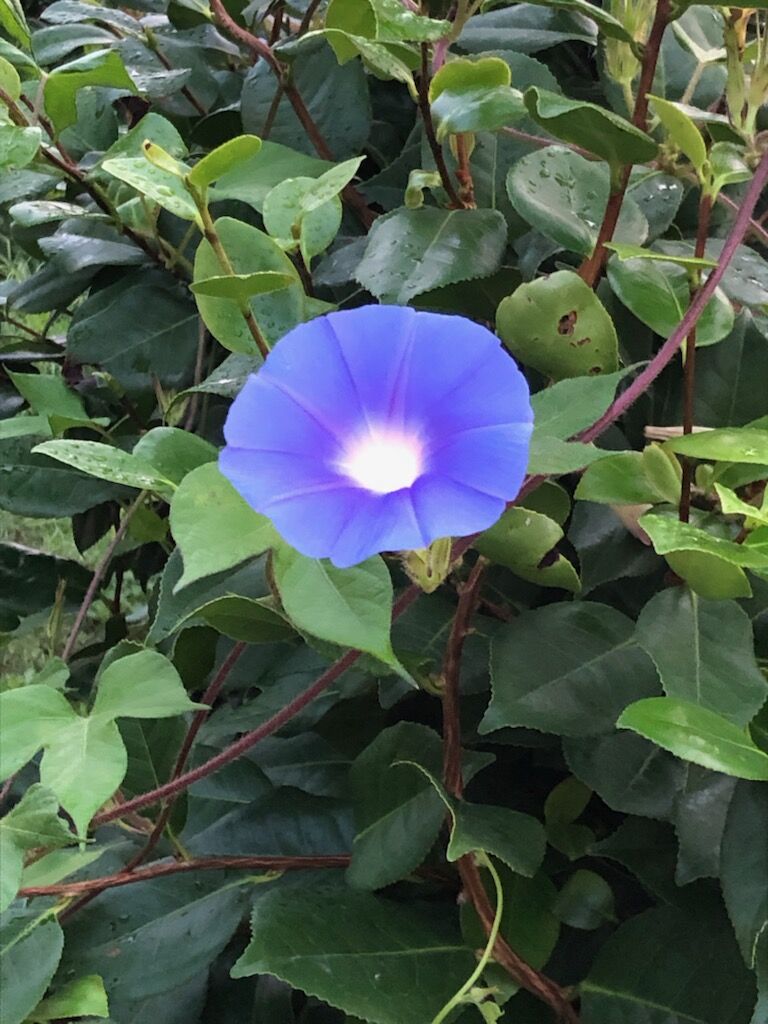 ニラの花言葉 多幸 星への願い スター農園の通販 健康食品 サプリメント グルテンフリークッキー 無農薬ジュース 無農薬 無化学肥料の野菜 群馬県前橋市