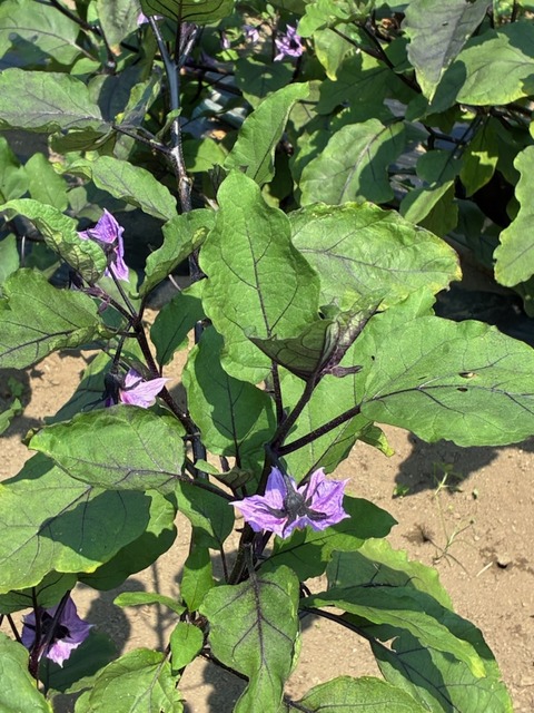 15ナスの花3