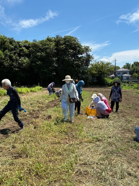 20玉ねぎ採り
