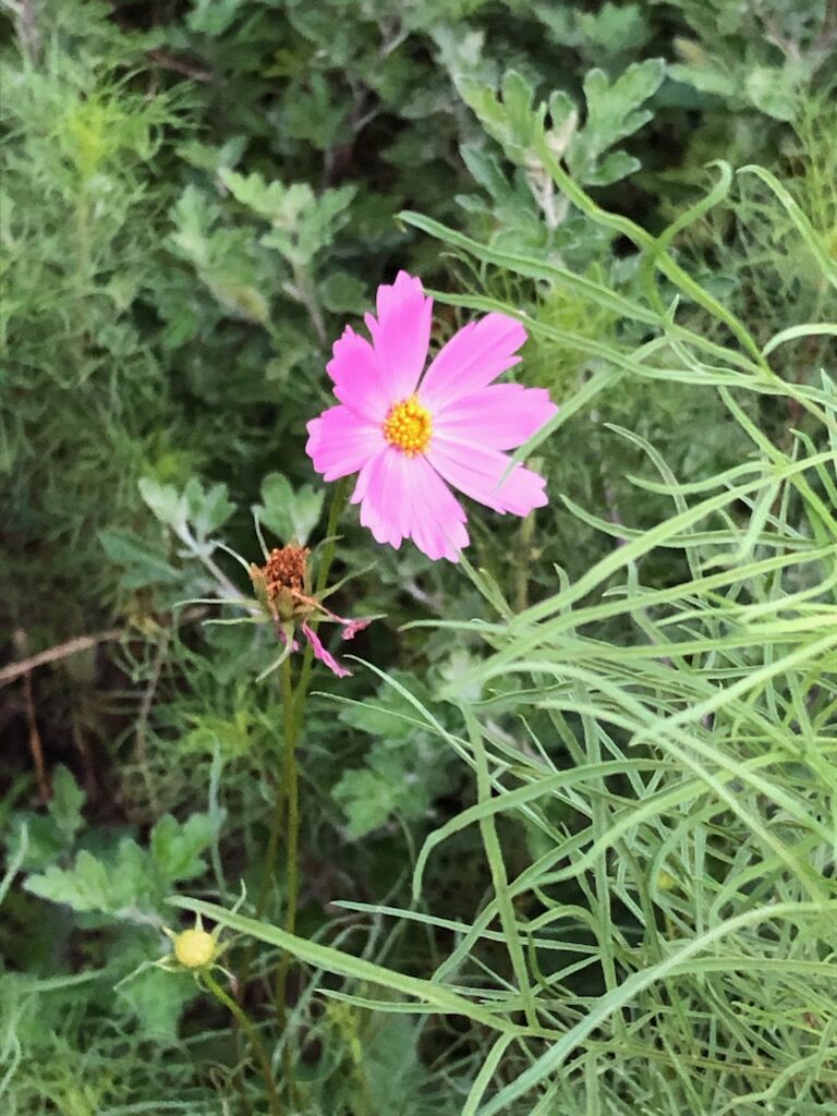 ニラの花言葉 多幸 星への願い スター農園の通販 健康食品 サプリメント グルテンフリークッキー 無農薬ジュース 無農薬 無化学肥料の野菜 群馬県前橋市