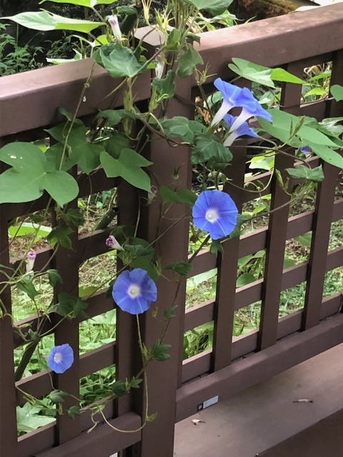 ニラの花言葉 多幸 星への願い スター農園の通販 健康食品 サプリメント グルテンフリークッキー 無農薬ジュース 無農薬 無化学肥料の野菜 群馬県前橋市