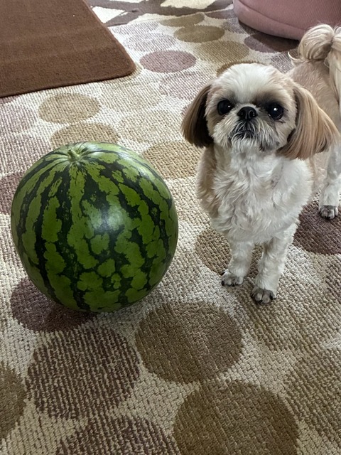 6スイカと愛犬2