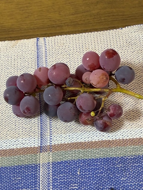 10ぶどう