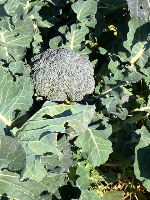 20ブロッコリー