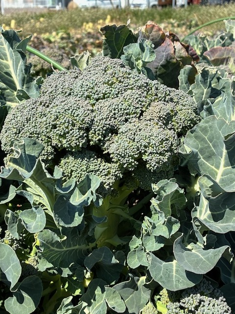 25ブロッコリー3