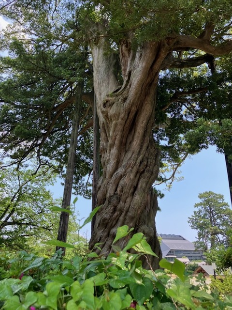 12ご神木