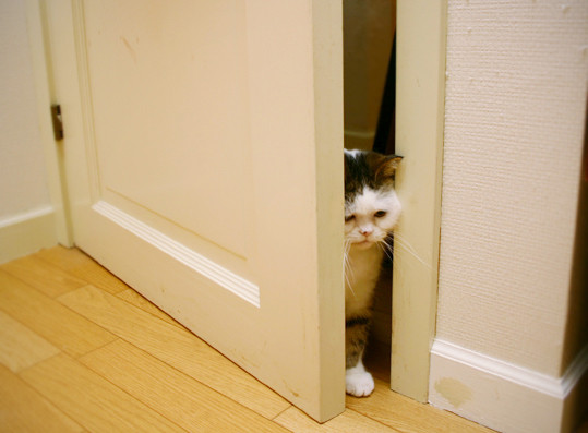 171_7147 のコピー