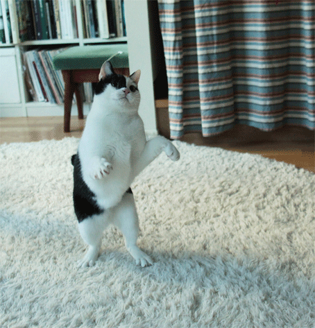 まこという名の不思議顔の猫 えいた体操 まこという名の不思議顔の猫 えいた体操