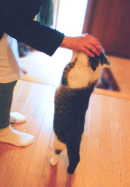 2004okaeri