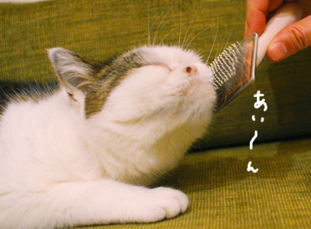 mako8290