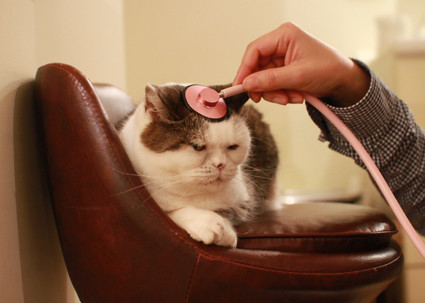 まこという名の不思議顔の猫 ピンクの聴診器 まこという名の不思議顔の猫 ピンクの聴診器