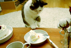 まこという名の不思議顔の猫  甘い物はお好き？