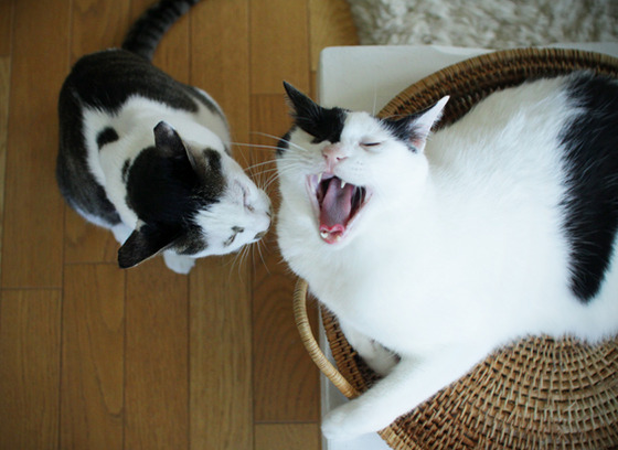 まこという名の不思議顔の猫 あくび まこという名の不思議顔の猫 あくび