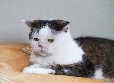 まこという名の不思議顔の猫 むすっと