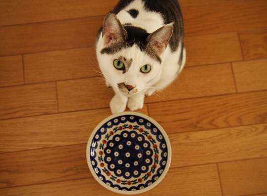 まこという名の不思議顔の猫 猫のための特別なお皿 まこという名の不思議顔の猫 猫のための特別なお皿