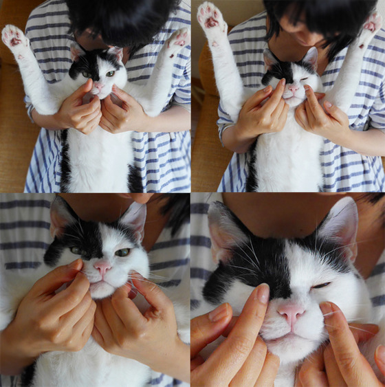 まこという名の不思議顔の猫 ふぐふぐ マズル マッサージ