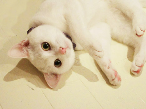 まこという名の不思議顔の猫 おしゃまなはるか